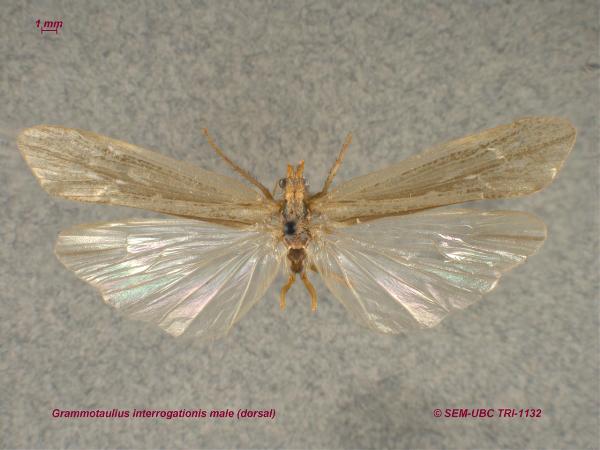 Photo of Grammotaulius interregationis by Spencer Entomological Museum